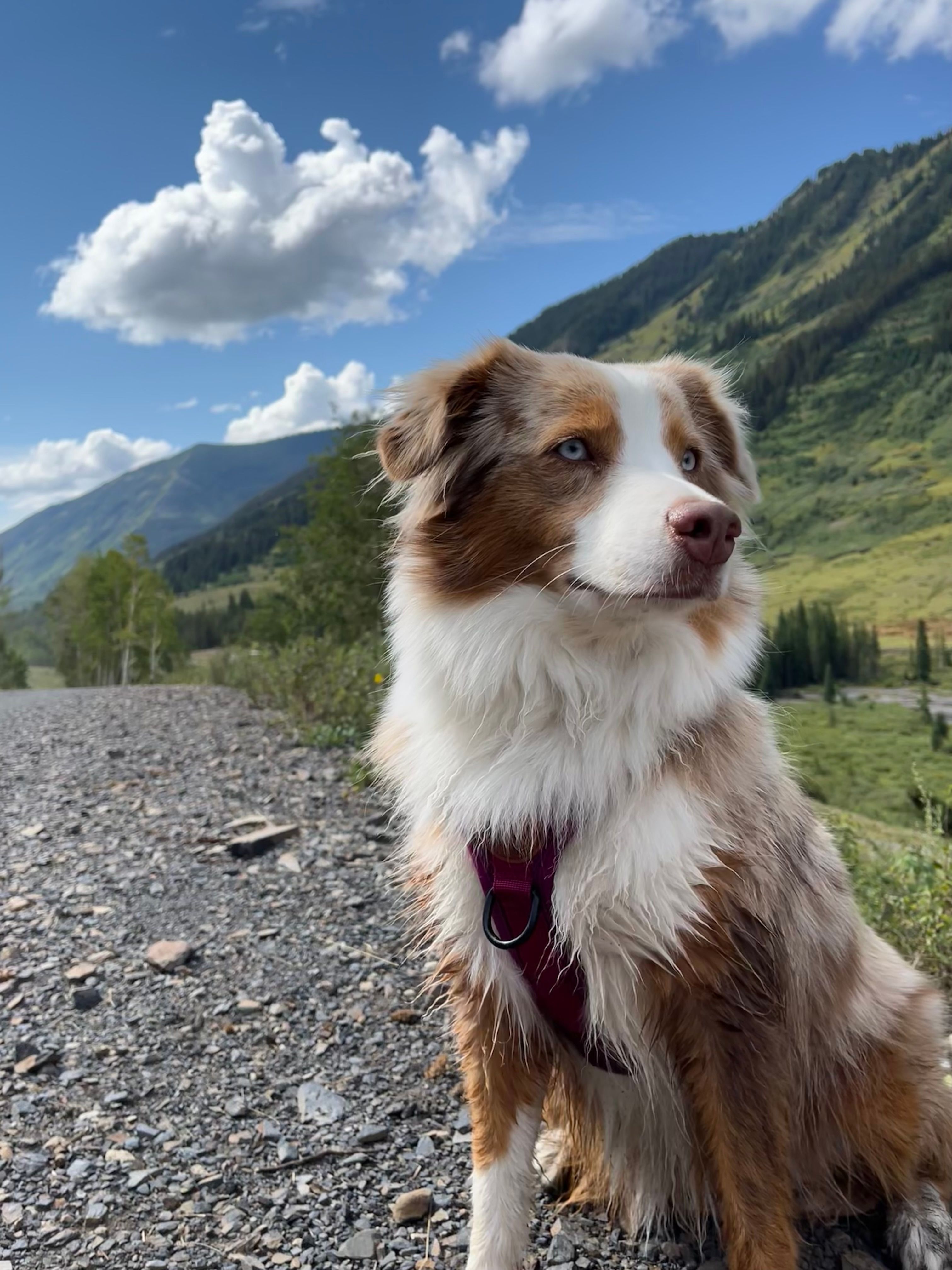 Kali